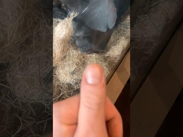 Gorilla nail compared to human nail