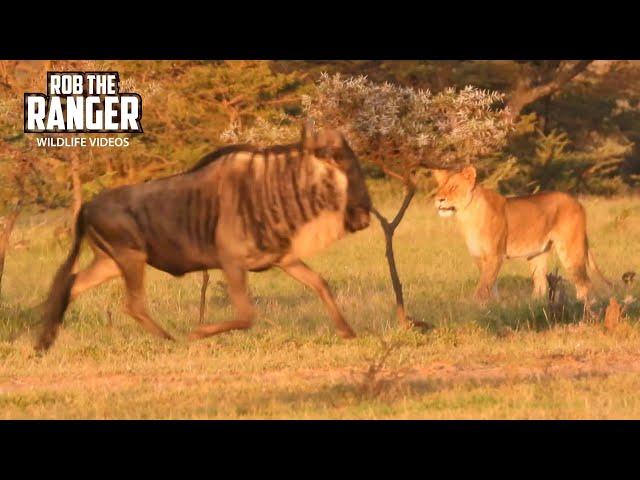 Look at This Lion Pride At Sunset | Lalashe Mara Ripoi Safari