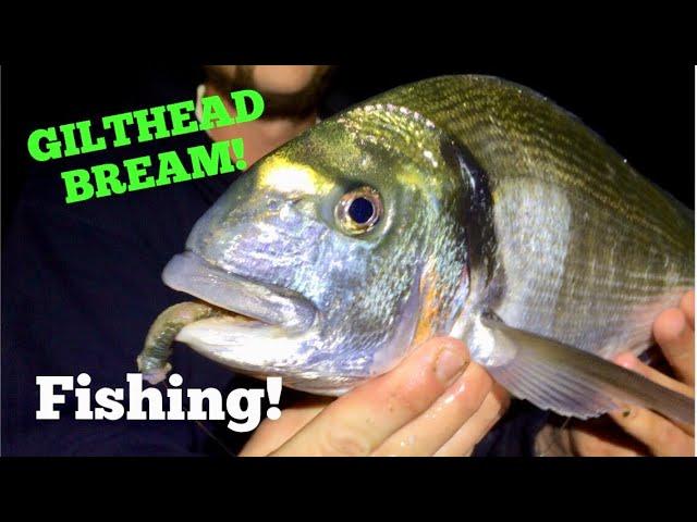 Fishing For GILTHEAD BREAM! Tips and Tactics !