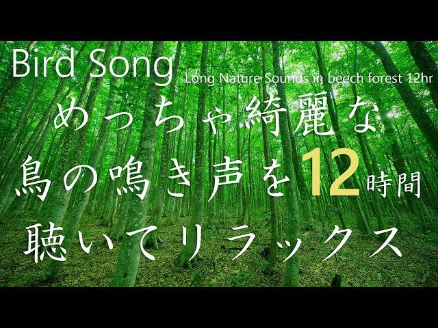 【めっちゃ綺麗な鳥のさえずり 自然音12時間】 nature sounds 12hr鳥の鳴き声はブナ林に響き渡ります。Bird songで 作業/集中/睡眠/リラックス