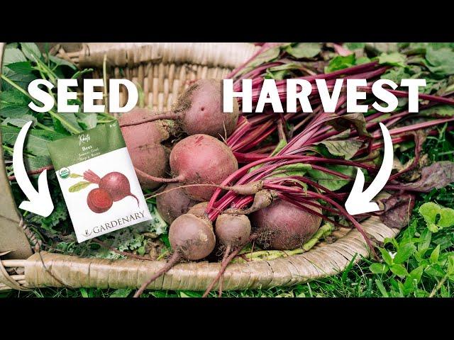 How to Grow Beets (From Seed to Harvest)