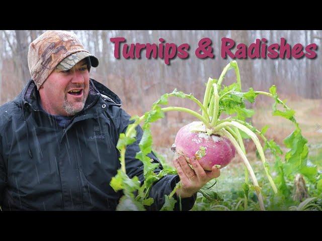 Will Deer Eat Turnips and Radishes?? Are They Food Plot Worthy?