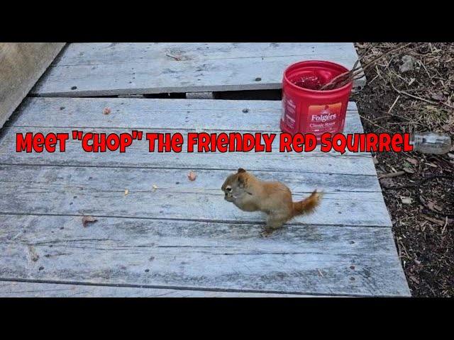 Meet "Chop" The Red Squirrel - My Adorable Buddy!