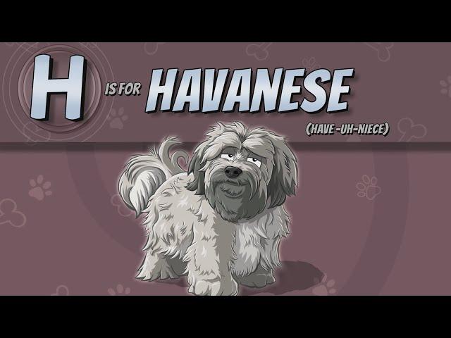 The Havanese