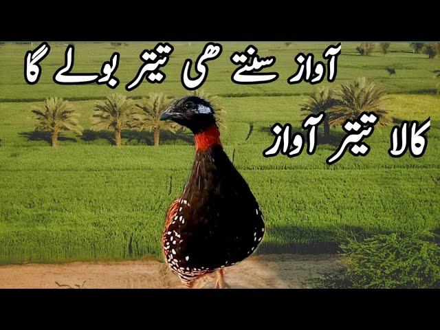 Kala teetar ki awaz/Kale tetar ke video/black teetar awaz/#birds#birdslover#blackfrancolin#channel