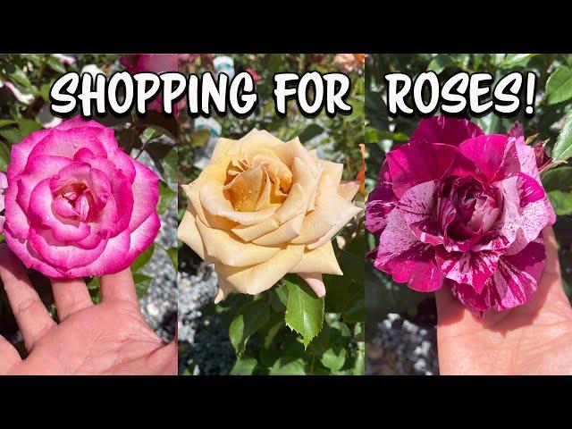 Shopping For New Roses! Back at this Nursery!