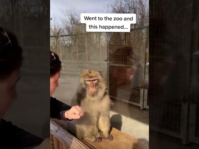 Bro was not expecting that  #calmdown  #zoo #monkey #magictrick #memes