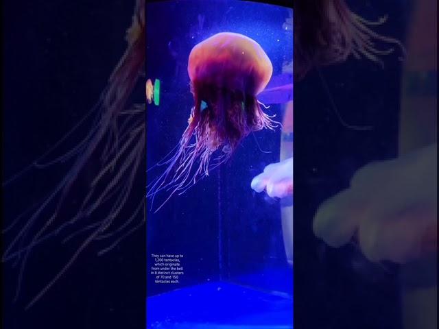 Lion`s mane jellyfish The giant jellyfish