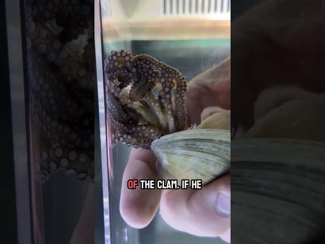 Draymond Green the octopus is super small but mighty! ￼
