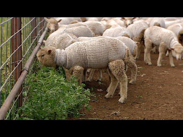 This Farmer's Shocking Modern Technique Is Worth Seeing - Incredible Ingenious Inventions