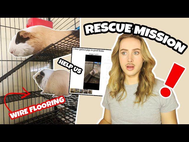 RESCUING TWO GUINEA PIGS FROM CRAIGSLIST️