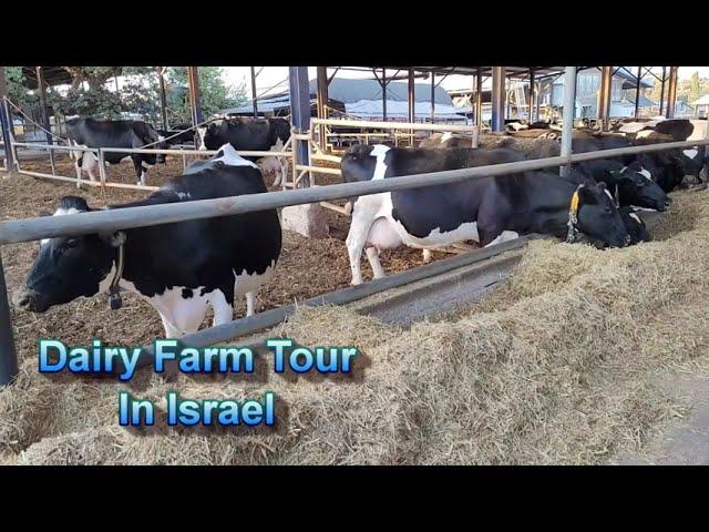 Dairy Farm Tour in Israel