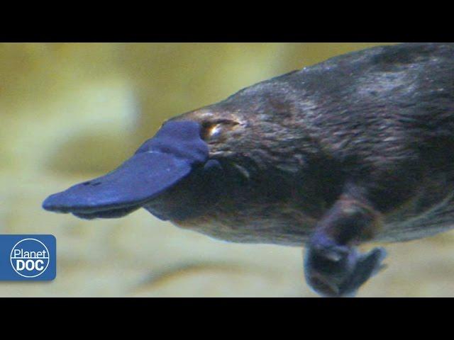 Duckbill Platypus | Australia