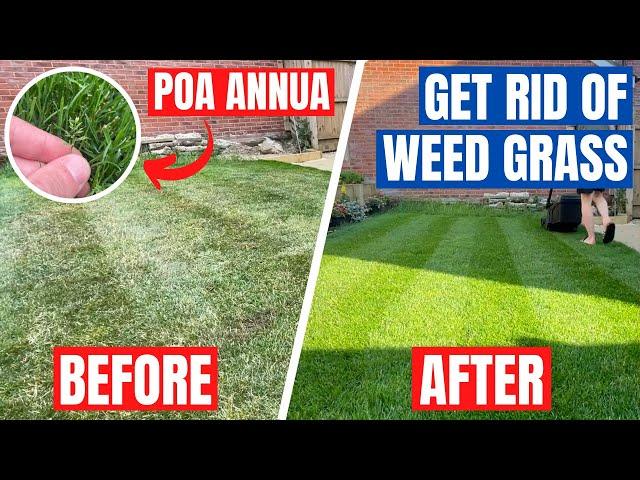 How to REMOVE WEED GRASS from your LAWN - It’s time to take back CONTROL!