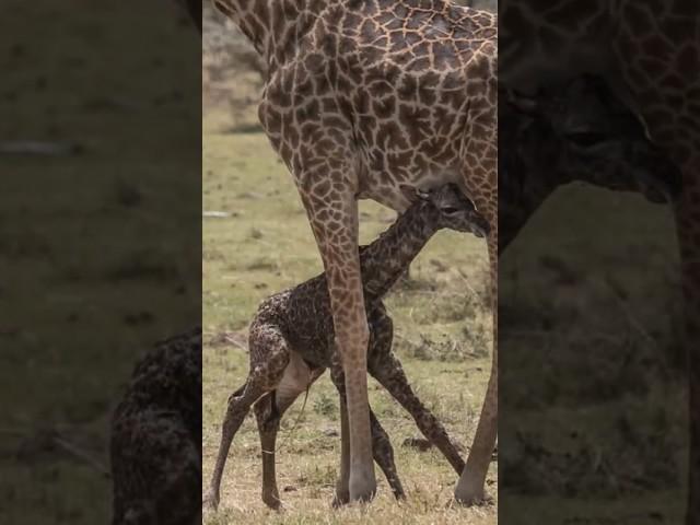 Tiny Giants   The Incredible World of Baby Giraffes!  #animalfacts #nature #babygiraffe