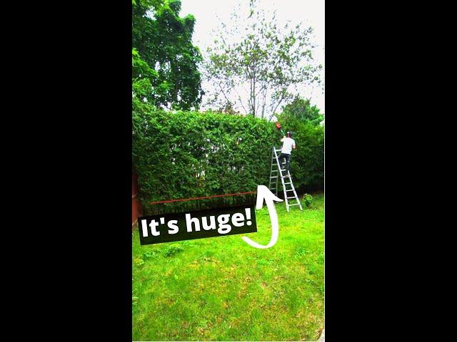 Trimming a giant hedge!