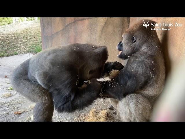 Brotherly love for the Western lowland gorillas at the Saint Louis Zoo