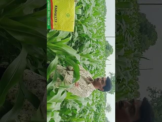 Kaveri seeds pvt ltd Dhamnod Headquarters.... 8322 field visit 1