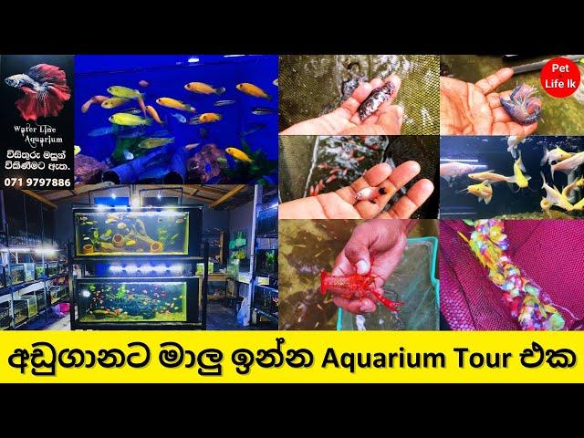 මාලු ගොඩක් අඩුම මිලට || Fish Aquarium and farm tour #vlog1  -  Pet life lk