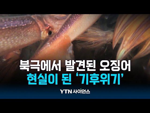 동해서 사라진 오징어가 북극에…기후위기 현실 | 과학뉴스 24.10.14