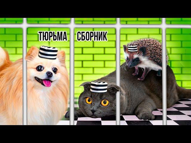 ПОБЕГ ИЗ ТЮРЬМЫ  ЧЕЛЛЕНДЖ - СБОРНИК ! КТО ПОСЛЕДНИЙ покинет ТЮРЬМУ Кошка Баттерс  или Шпиц Элис?