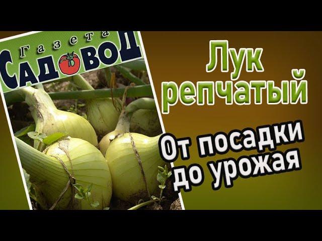 ЛУК РЕПЧАТЫЙ: от посадки до урожая