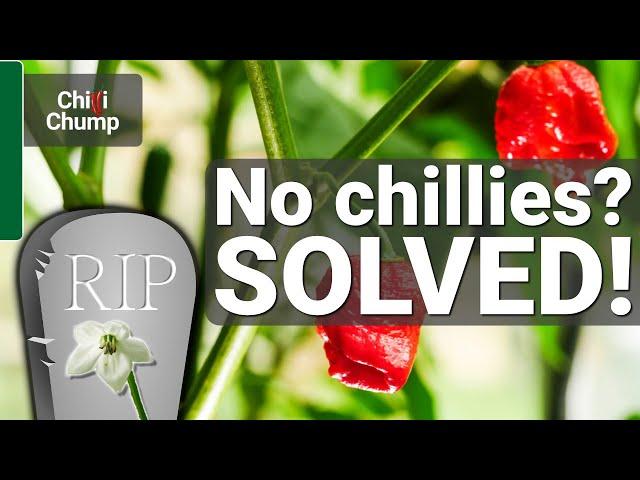 Are your chilli pepper flowers dropping? SOLVED!