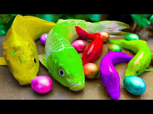 RAINBOW CARPHot Gold Fish Vs Koi Fish Hunting Colorful eggs | Primitive Cooking - Stop Motion ASMR