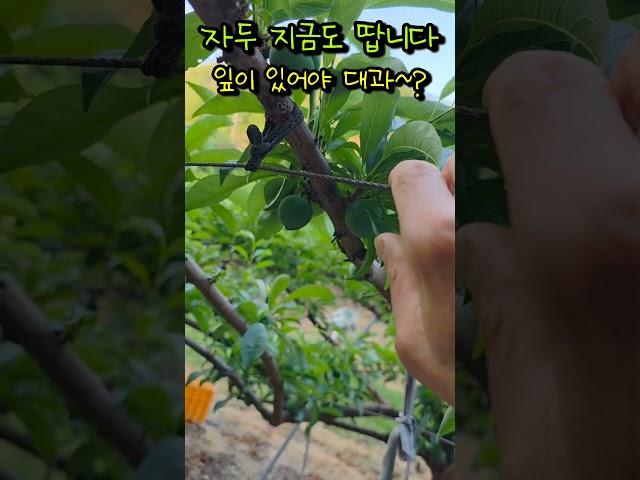 자두 지금도 따 냅니다