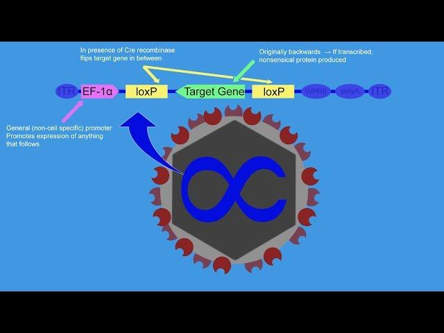 Cre-Lox, Optogenetics, and the Brain Reward System