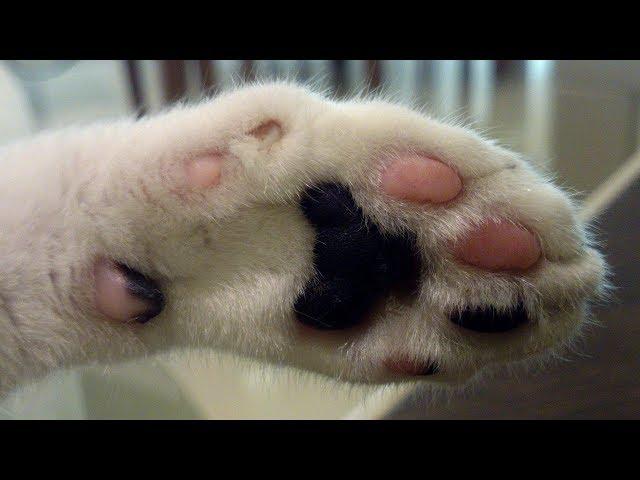 Squishing Cat Paw (Ultimate Satisfaction)