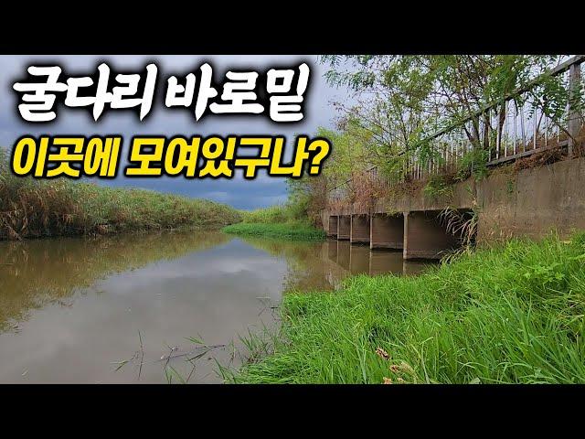 굴다리 바로 밑 이상한 포인트에 몰려있다. 이제 시작이 되었나봐요 (알밤체험)