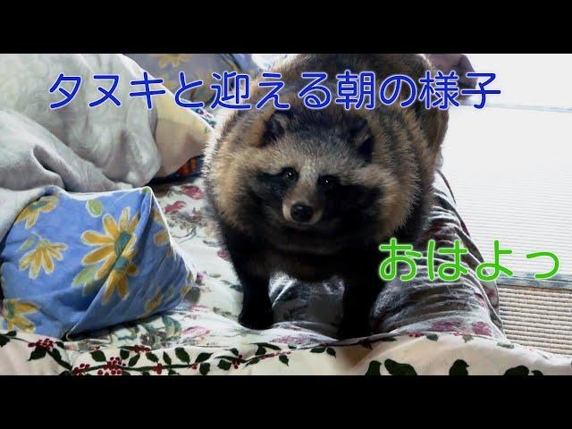 タヌキと迎える朝の様子　(Good morning Tanuki.)