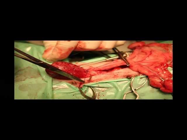 CYSTIC CALCULI (BLADDER STONES) & OVARIOHYSTERECTOMY IN A 3