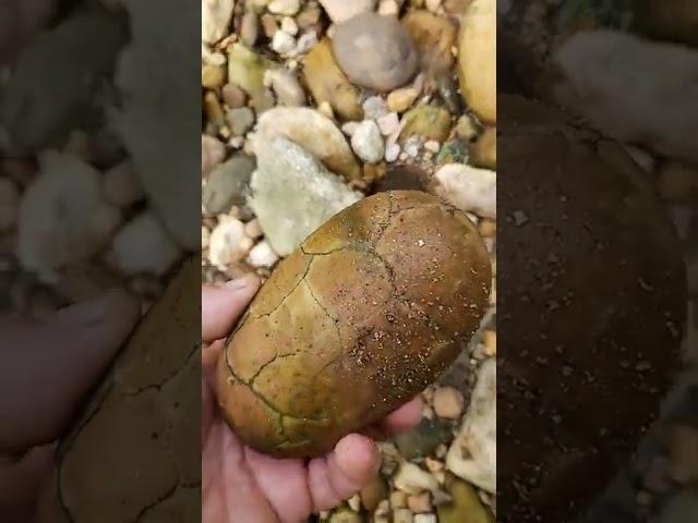 Dinosaur Egg Found!!?    20, 2022