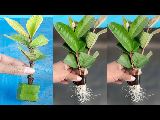 how to grow guava tree cutting in a aloe vera