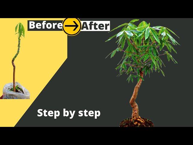 How to make a Bonsai tree at home - Cotton tree Bonsai