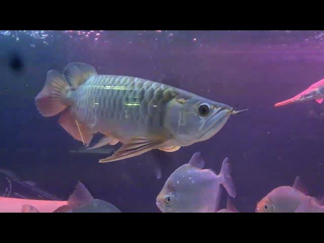 Fishroom tour! September 2024! Including my Asian Arowana, Oscars, Datnoid and more!