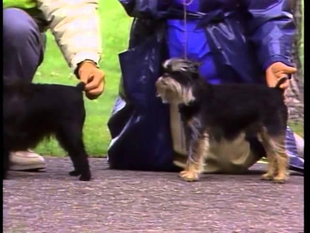 Affenpinscher - AKC Dog Breed Series