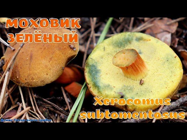 Моховик зеленый | Xerocomus subtomentosus