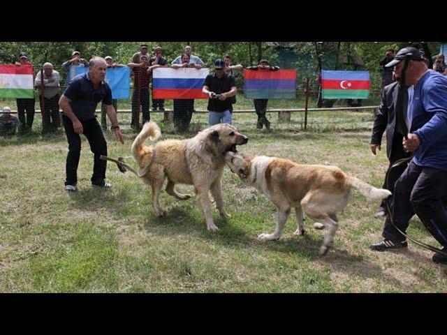 Узнал Хозяина! Легендарный Батухан - Чемпион Мира!