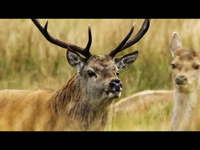 Exploring Britain’s Wild Animals: From Golden Eagles to Goshawks (3H Marathon)