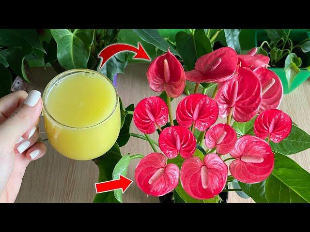 Just 1 cup per week, flowers bloom all year round without fading | Natural Fertilizer