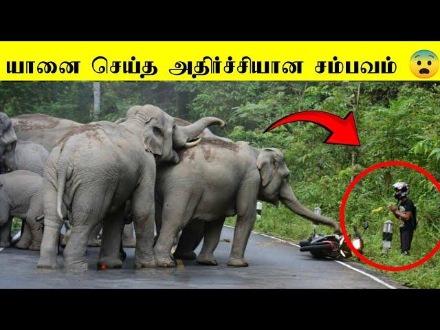 யானை எப்படிப்பட்ட விலங்குனு தெரியுமா?  | யானைகள் செய்த அதிர்ச்சியான சம்பவத்த பாருங்க பகுதி -2 