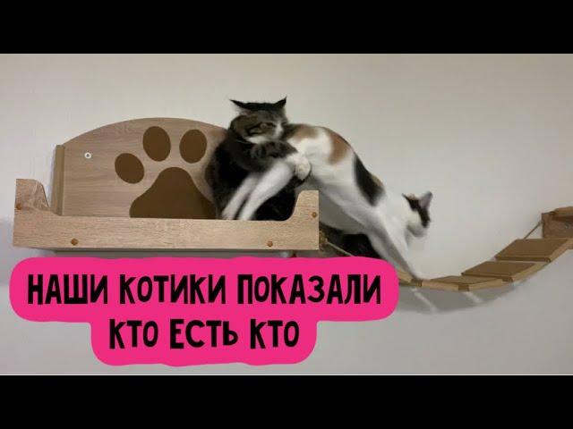 Котики показали своё истинное лицо 