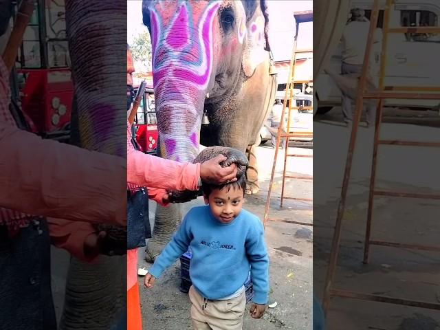 Exciting Elephant Ride Travel and Explore India#travel #trendingshorts@explorewitSubhasisandPuja