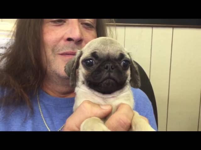 The Puppy Experience 96