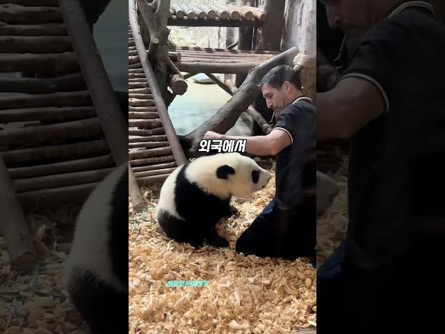 희망을주는 판다 베이샤