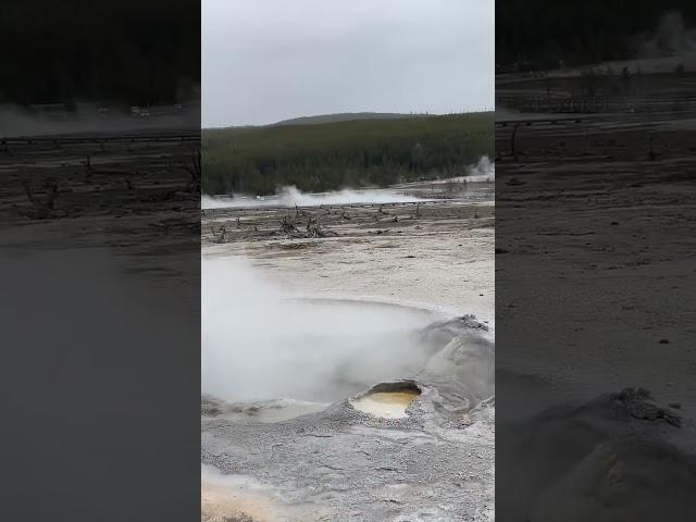 Small but fierce- the Avoca Spring #yellowstonenationalpark  #yellow
