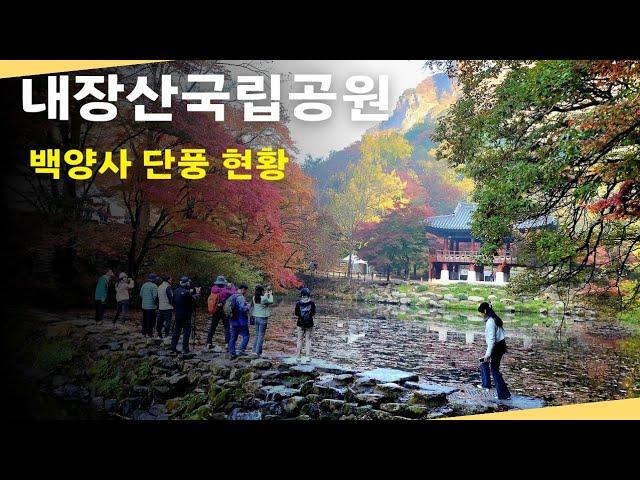 내장산국립공원 백양사 단풍 현황/2024.11.11/내장산 단풍